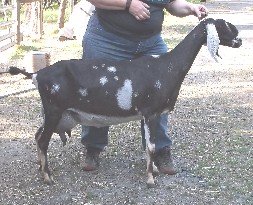 Blizzy right side 2 years old old