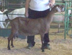 Bon Bon winning her CH class