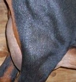 Chichle side udder as 1st freshener