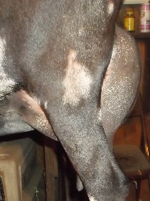 Classy 1st fresh side udder