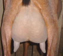 Classy udder 1st fresh