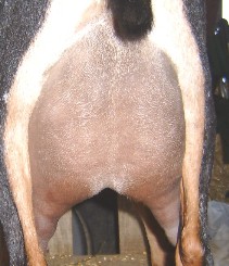 Dotty rear udder 2yr