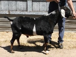 Dusty's right side at 3 years old