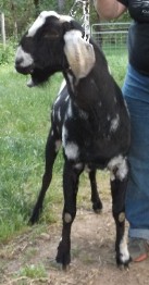 Fiddler's front veiw at two years old