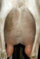 Jackies rear udder