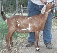 Legend 4 months old right side