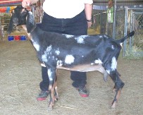 Marshmalo at two years old