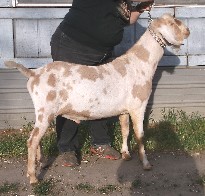 Shiraz right side at one year old