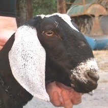 Sprinkles face at 1 year