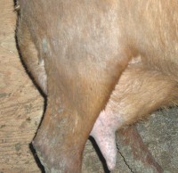 Velveeta side udder 6 years old